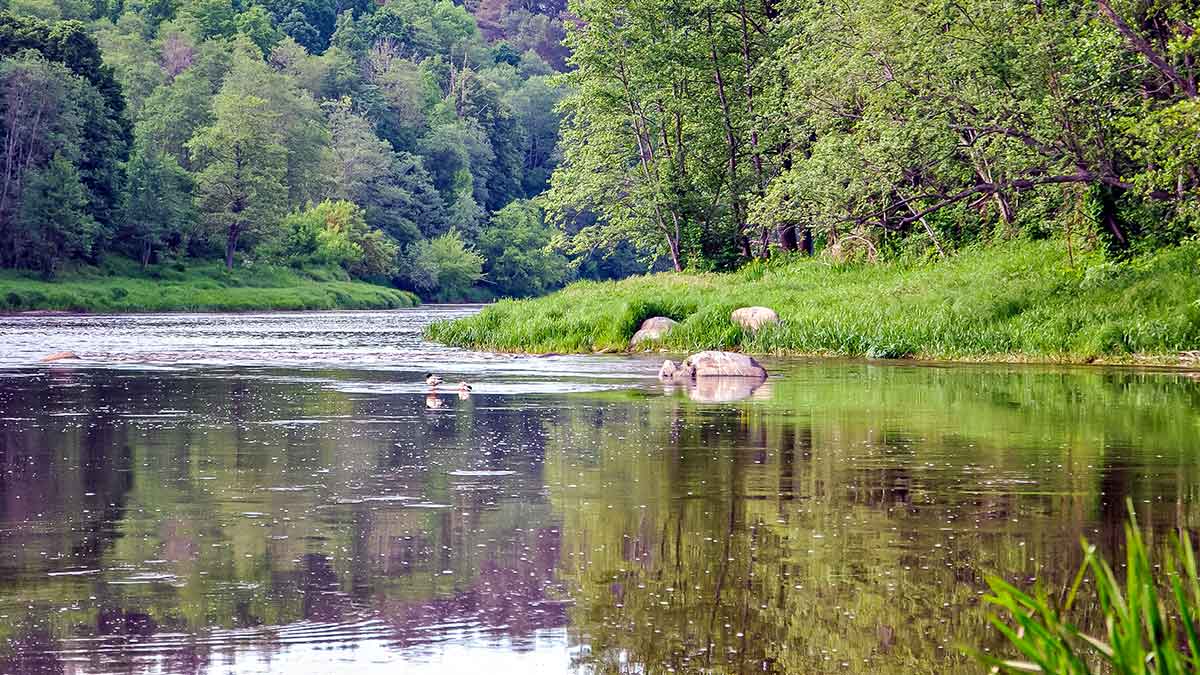 Meknių gaudymas sukriukėmis Meknių gaudymas sukriukėmis