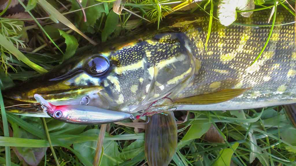 Vandens džiunglių labirintuose. Pusiau krante, pusiau vandenyje Vandens džiunglių labirintuose. Pusiau krante, pusiau vandenyje