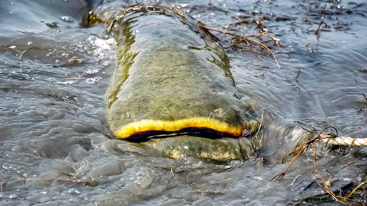 Šamai prie Kaku-kaku salos. Visa ko pradžia Šamai prie Kaku-kaku salos. Visa ko pradžia
