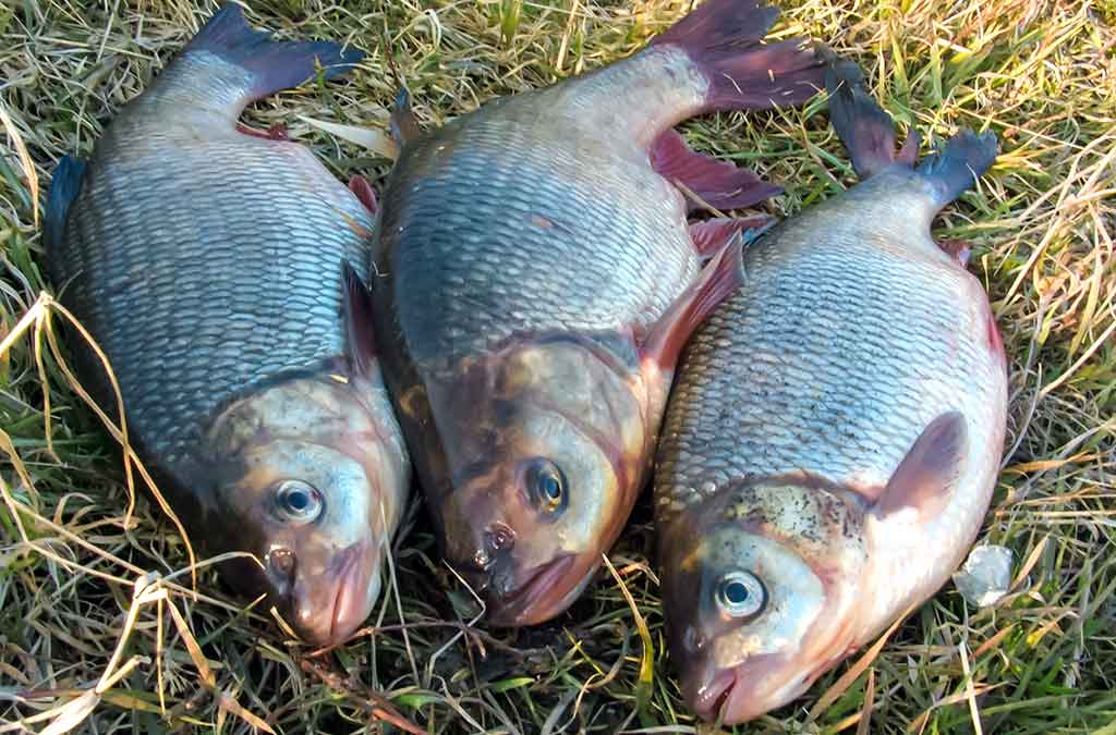 Meknės – pirmi pavasariniai laimikiai Meknės – pirmi pavasariniai laimikiai