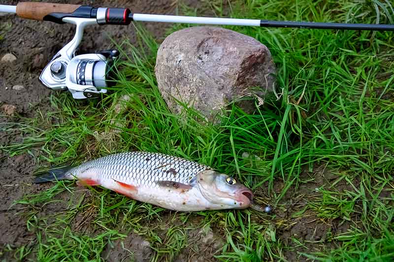 Dviejų colių guminukai. Naktinė žūklė ultralight stiliumi Dviejų colių guminukai. Naktinė žūklė ultralight stiliumi
