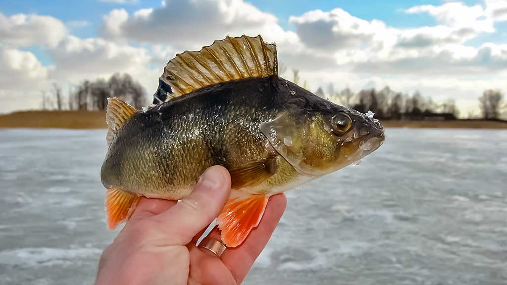 Velniukai ir ožkos – universalūs masalai poledinei žūklei Velniukai ir ožkos – universalūs masalai poledinei žūklei