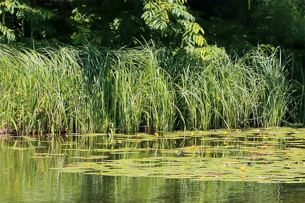 Vandens džiunglių labirintuose. Pusiau krante, pusiau vandenyje Vandens džiunglių labirintuose. Pusiau krante, pusiau vandenyje