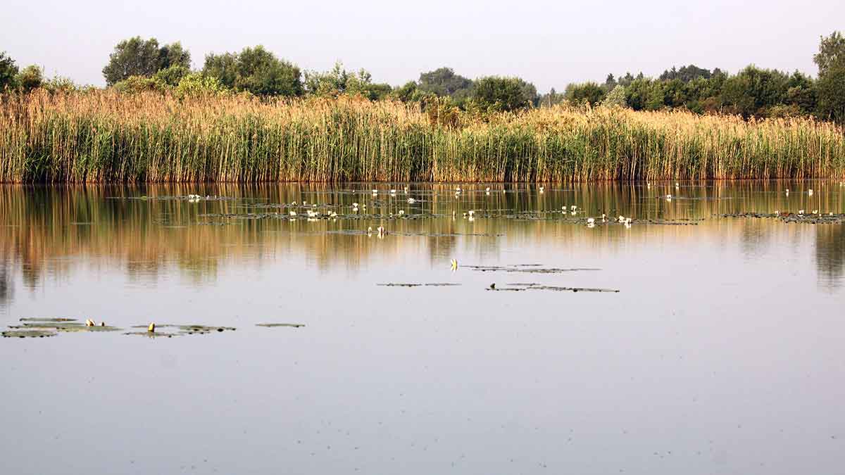 Ar iš balos tas gražumas. Mėgstantis duoną su česnaku Ar iš balos tas gražumas. Mėgstantis duoną su česnaku