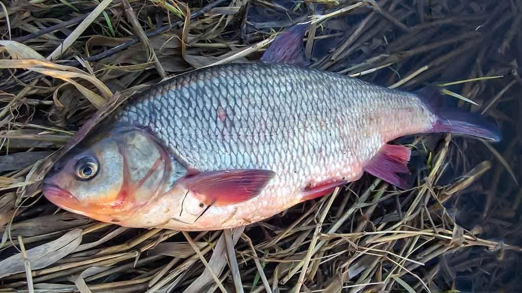 Meknės – pirmi pavasariniai laimikiai Meknės – pirmi pavasariniai laimikiai