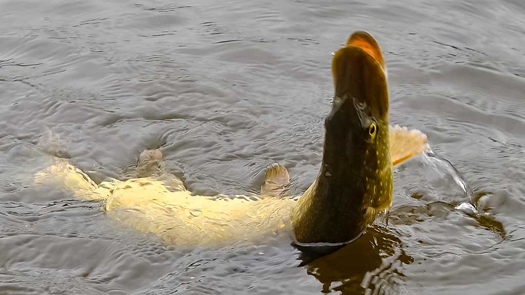 Senvagių lydekos vėlyvą rudenį. Prie Nemuno Senvagių lydekos vėlyvą rudenį. Prie Nemuno