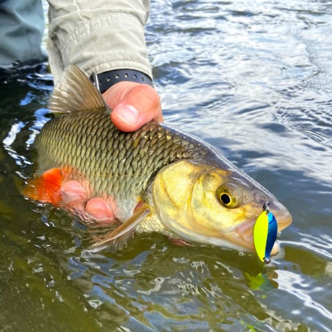 Blizgutė Lucky John Juna Blizgutė Lucky John Juna