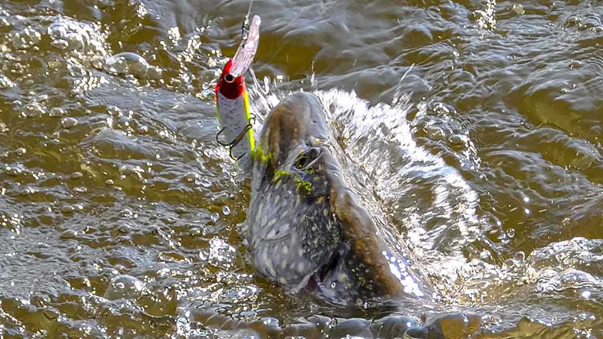 Vandens džiunglių labirintuose. Ne vien augalai Vandens džiunglių labirintuose. Ne vien augalai