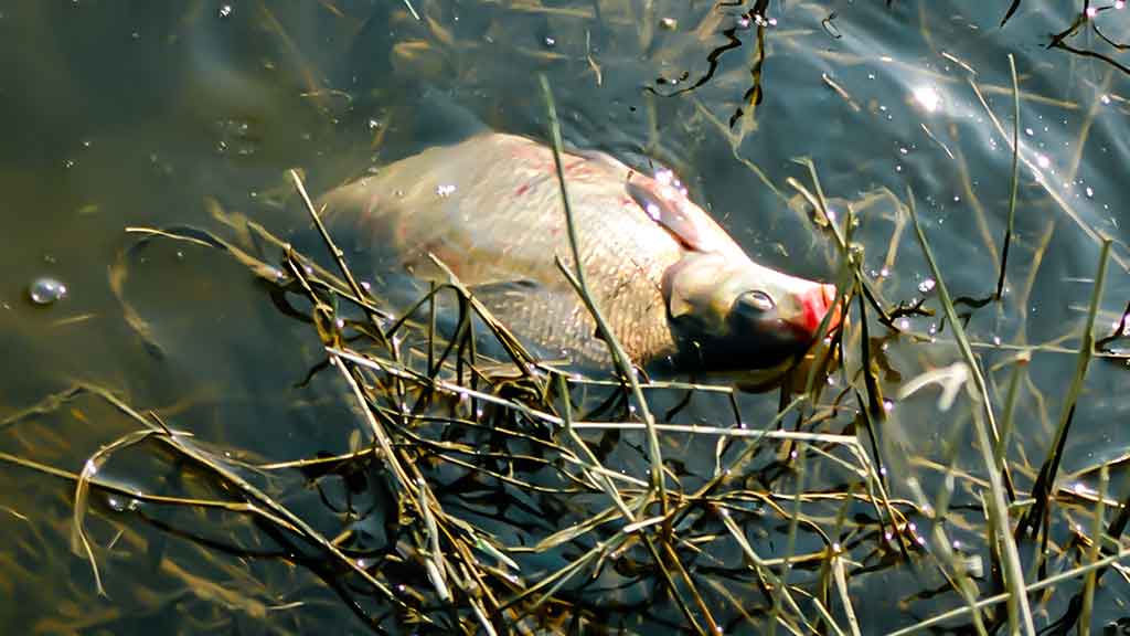 Karšių gaudymas sningant Karšių gaudymas sningant