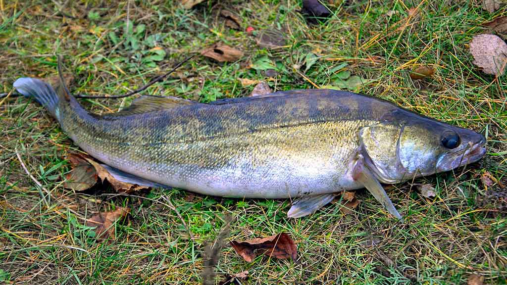 Spiningavimas naktį vėlyvą rudenį. Techniniai žūklės niuansai Spiningavimas naktį vėlyvą rudenį. Techniniai žūklės niuansai