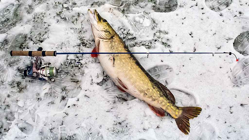 Poledinė lydekų žūklė – apie orą, plėšrūnių norą ir žvejo užsispyrimą Poledinė lydekų žūklė – apie orą, plėšrūnių norą ir žvejo užsispyrimą