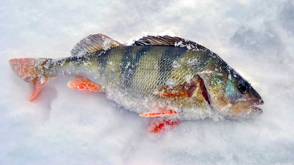 Kuomet vandens telkinius storai padengia sniegas Kuomet vandens telkinius storai padengia sniegas