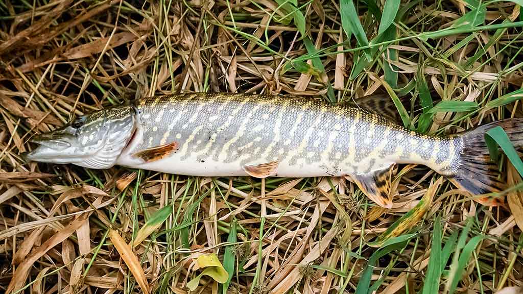 Senvagių lydekos vėlyvą rudenį. Prie Nemuno Senvagių lydekos vėlyvą rudenį. Prie Nemuno
