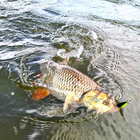 Blizgutė Lucky John Juna Blizgutė Lucky John Juna