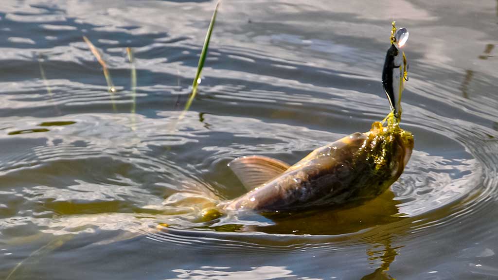 Dar sykį apie salačių gaudymą Dar sykį apie salačių gaudymą