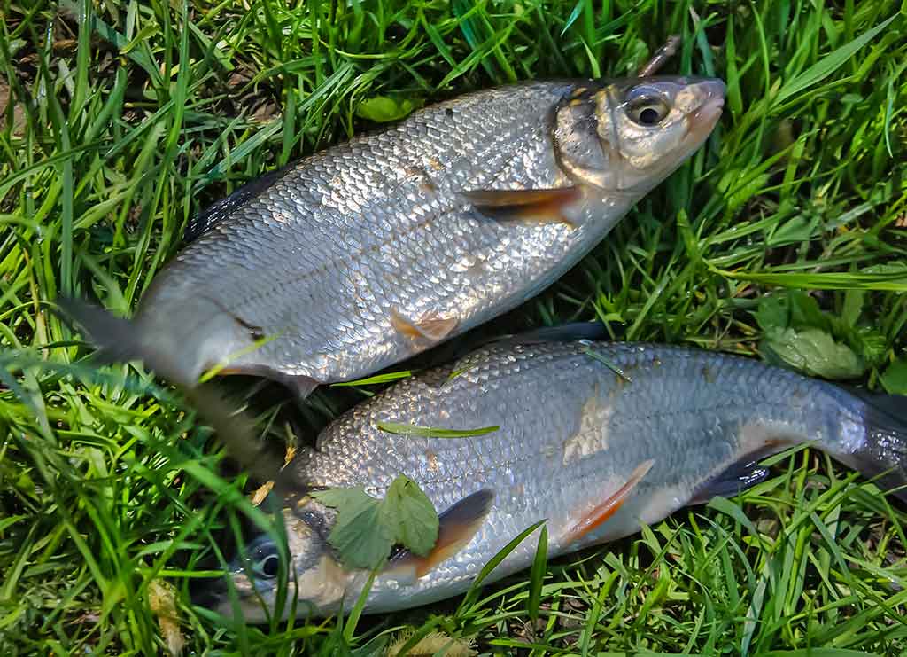 Žiobriai kimba penktadieniais vakare. Penki? Užteks Žiobriai kimba penktadieniais vakare. Penki? Užteks