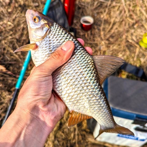 Meškerė Salmo Elite Pole Medium MF Meškerė Salmo Elite Pole Medium MF