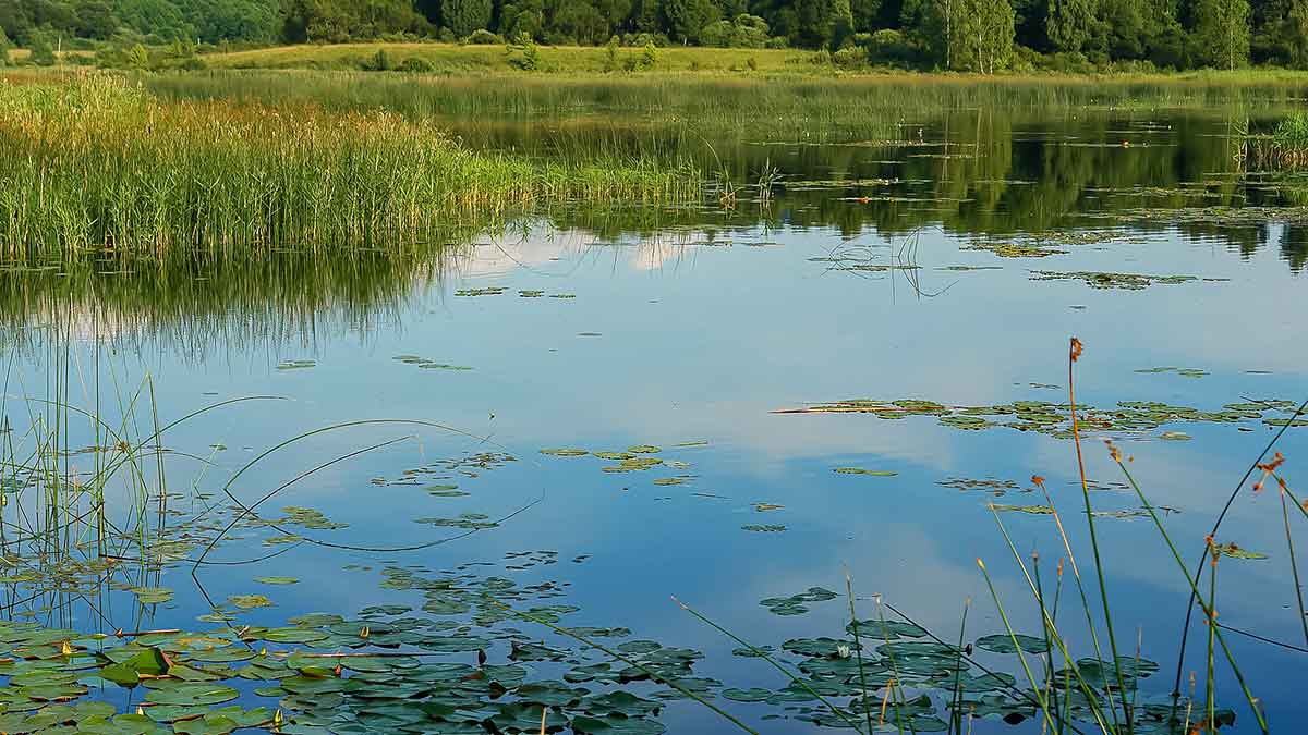 Vandens džiunglių labirintuose. Ar reikalinga žvejui botanika? Vandens džiunglių labirintuose. Ar reikalinga žvejui botanika?