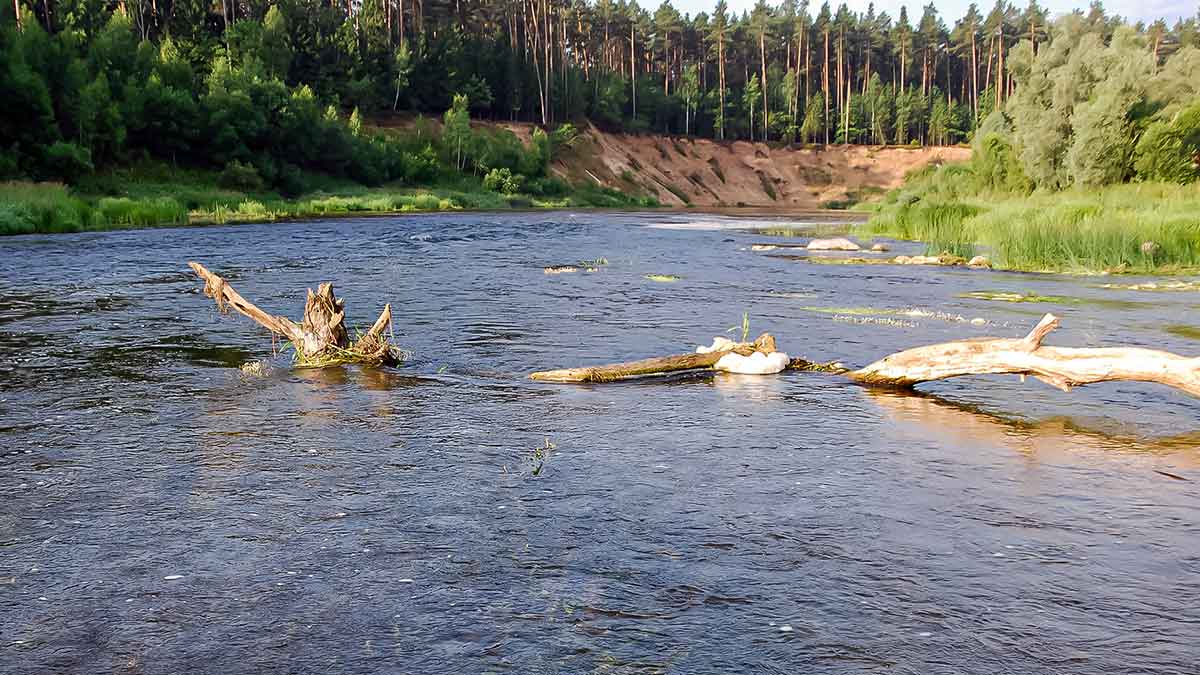 Kaip sugundyti kiršlį Kaip sugundyti kiršlį