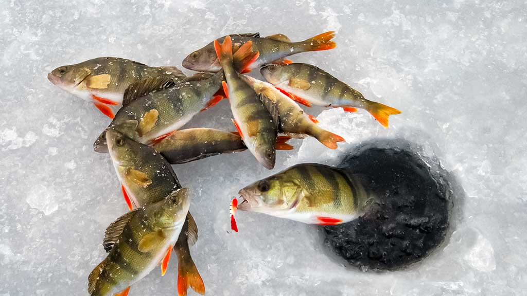 Užtemdyti eketę ar ne? Užtemdyti eketę ar ne?