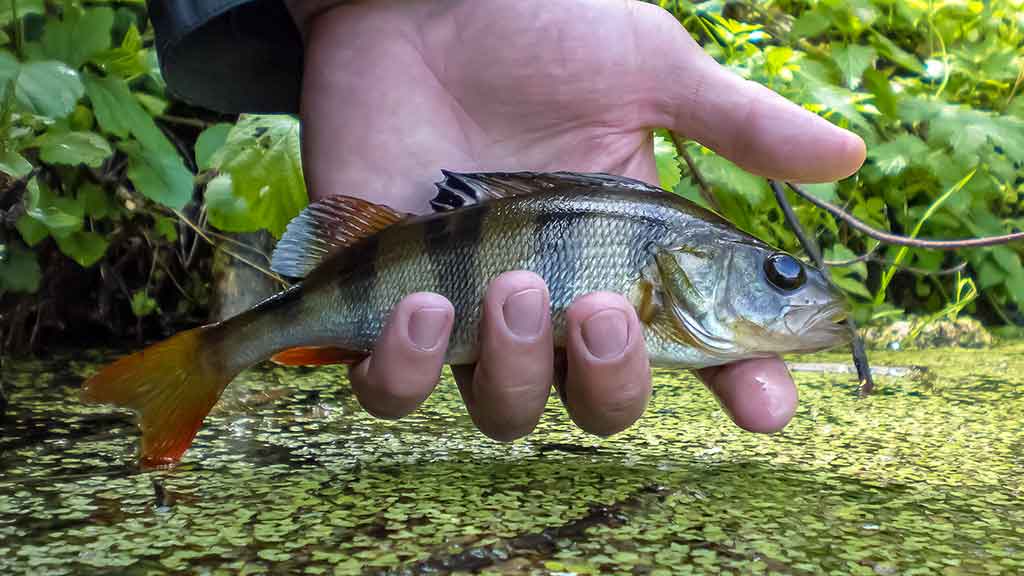 Ar iš balos tas gražumas. Lietuviški kanibalai Ar iš balos tas gražumas. Lietuviški kanibalai