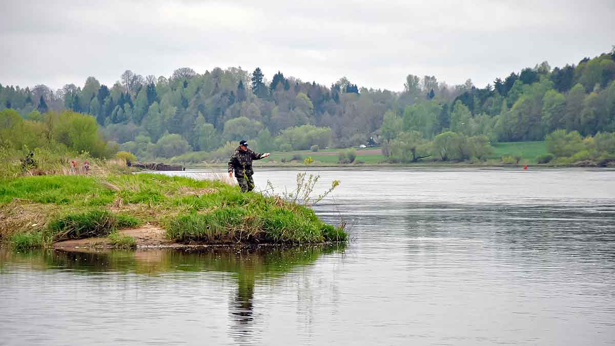 Žiobriai kimba penktadieniais vakare. Ar žiobriai turi sparnus? Žiobriai kimba penktadieniais vakare. Ar žiobriai turi sparnus?