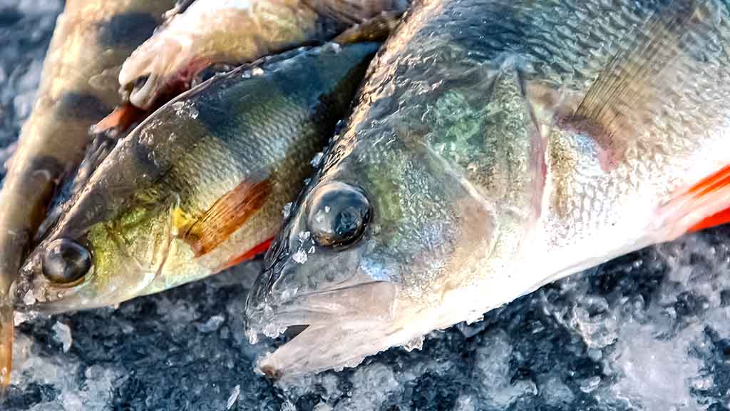 Ant ledo su švytuokle. Pirma dalis Ant ledo su švytuokle. Pirma dalis