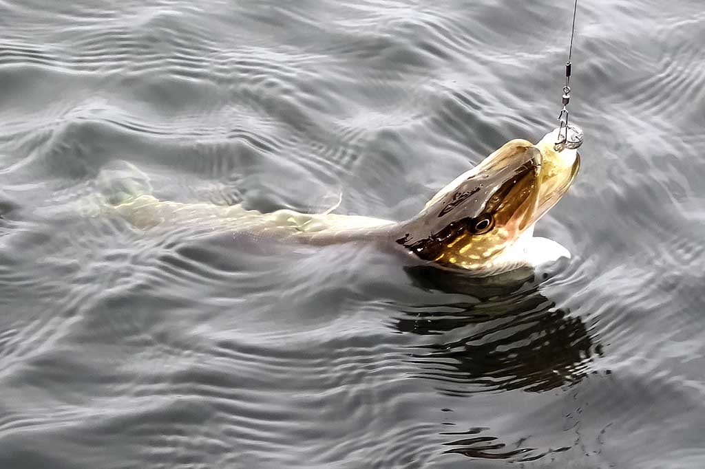 Kibo, kol galutinai nudraskė uodegą Kibo, kol galutinai nudraskė uodegą
