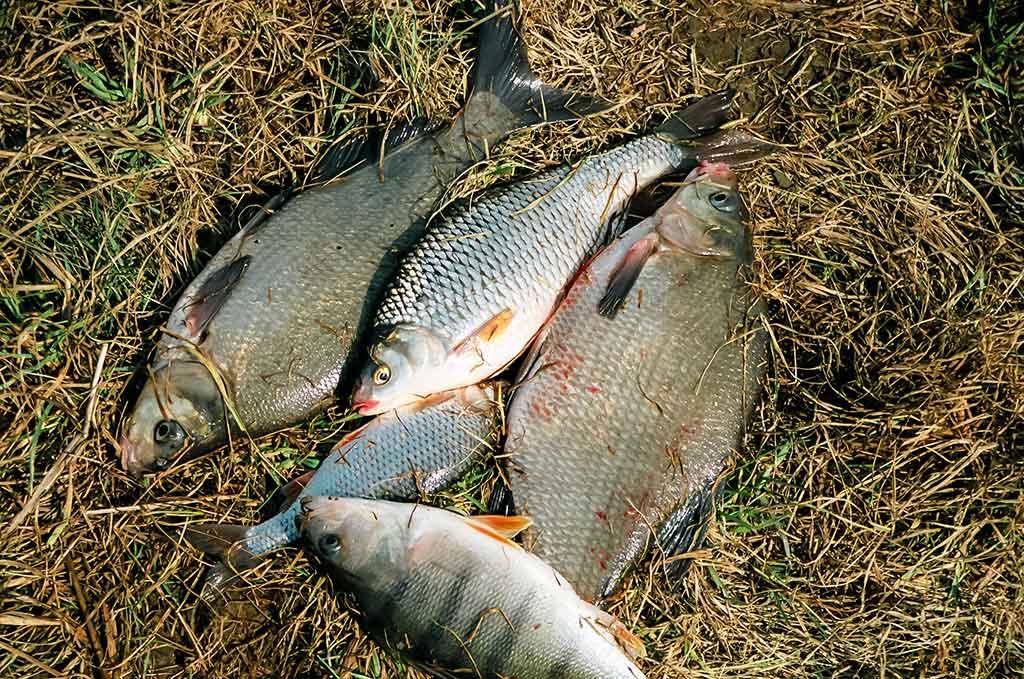 Karšių gaudymas sningant Karšių gaudymas sningant