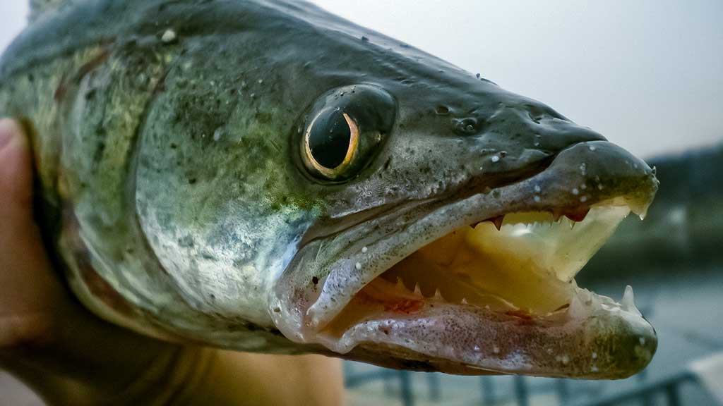 Spiningavimas naktį vėlyvą rudenį. Techniniai žūklės niuansai Spiningavimas naktį vėlyvą rudenį. Techniniai žūklės niuansai