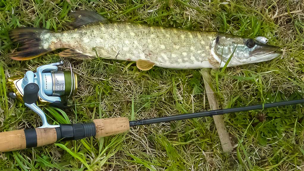 Senvagių lydekos vėlyvą rudenį. Prie Nemuno Senvagių lydekos vėlyvą rudenį. Prie Nemuno