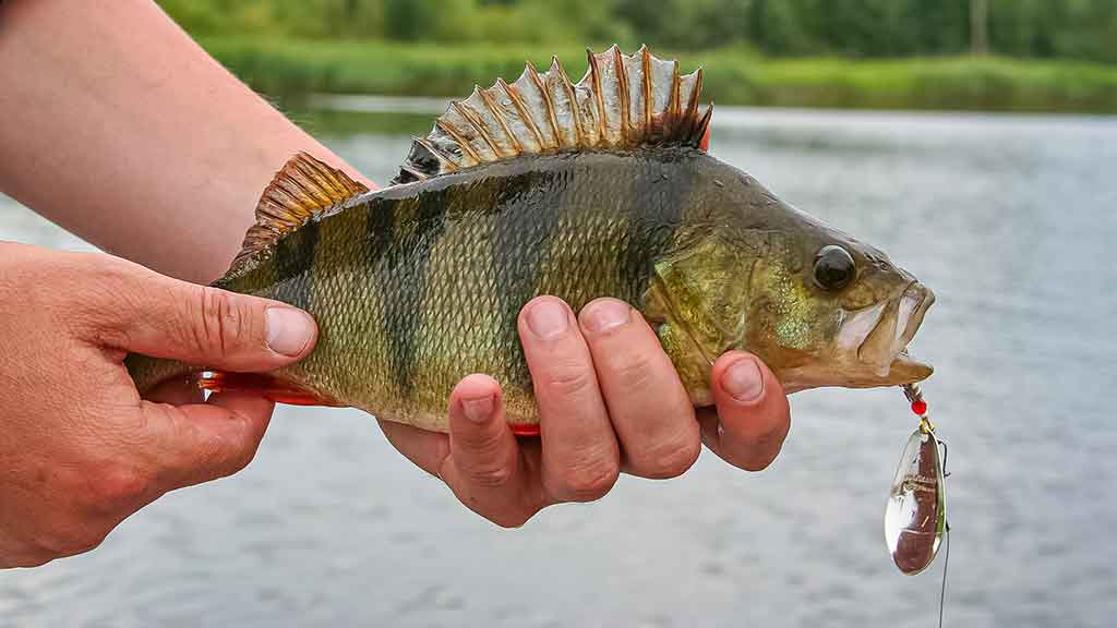 Paslaptingi Dubysos vingiai. Su spiningu – dar įdomiau Paslaptingi Dubysos vingiai. Su spiningu – dar įdomiau