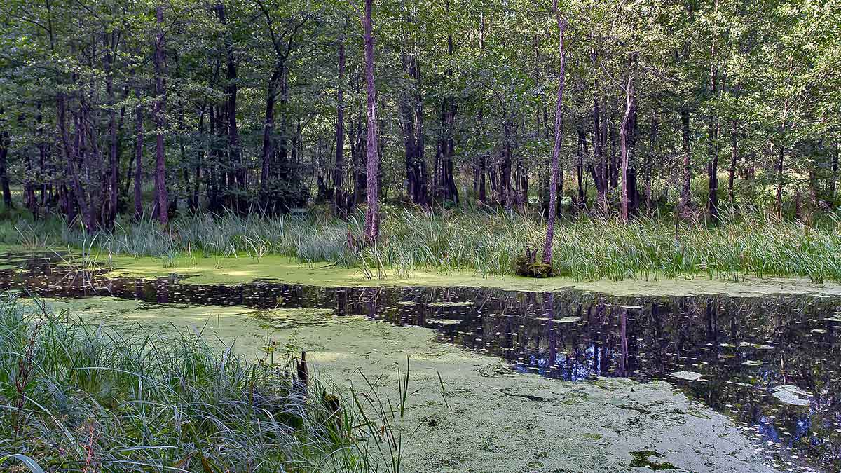 Vandens džiunglių labirintuose. Labai maži ir labai plėšrūs Vandens džiunglių labirintuose. Labai maži ir labai plėšrūs