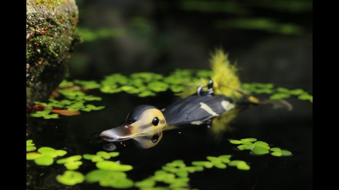 Guminukas SG 3D Hollow Duckling Weedless Guminukas SG 3D Hollow Duckling Weedless