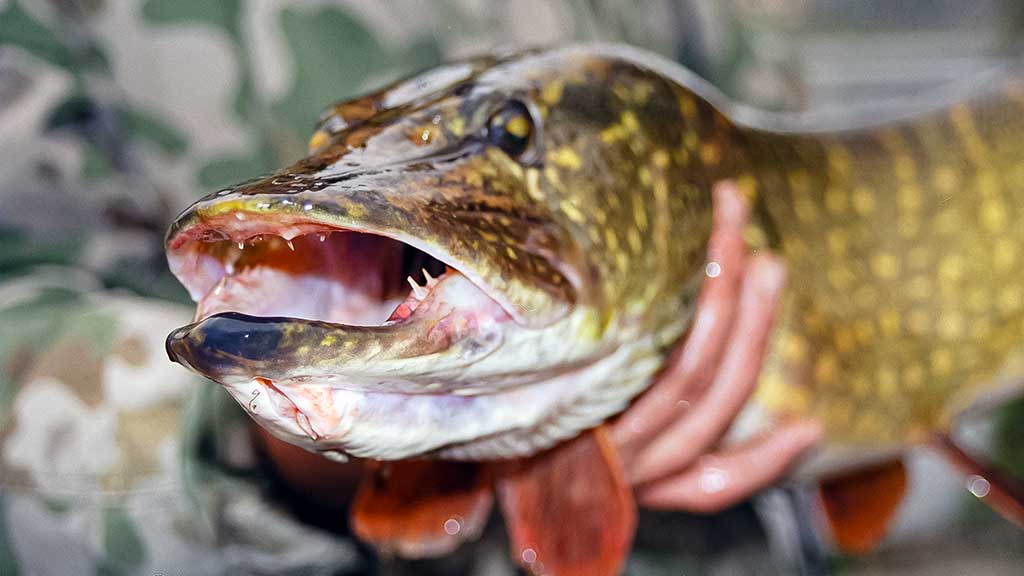 Mažesnių nei metras – negaudysim! Bendrais bruožais apie masalus Mažesnių nei metras – negaudysim! Bendrais bruožais apie masalus