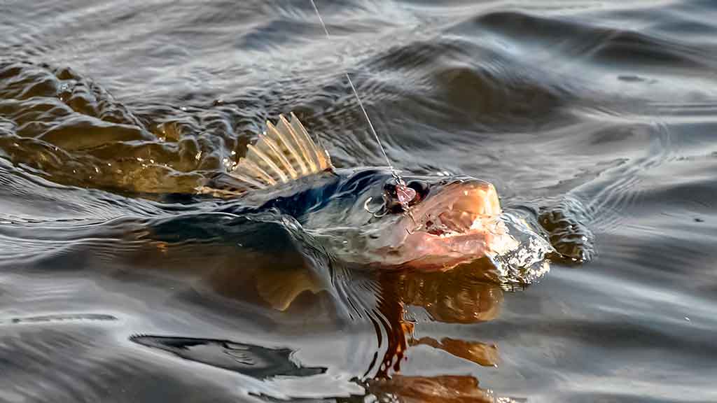 Kodėl spiningaujama įsibridus Kodėl spiningaujama įsibridus