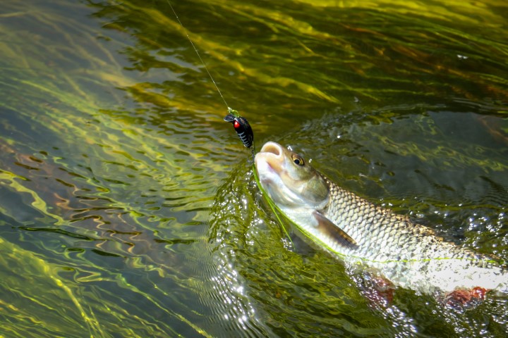 Vobleris Lucky John Pro Haira Tiny F Vobleris Lucky John Pro Haira Tiny F