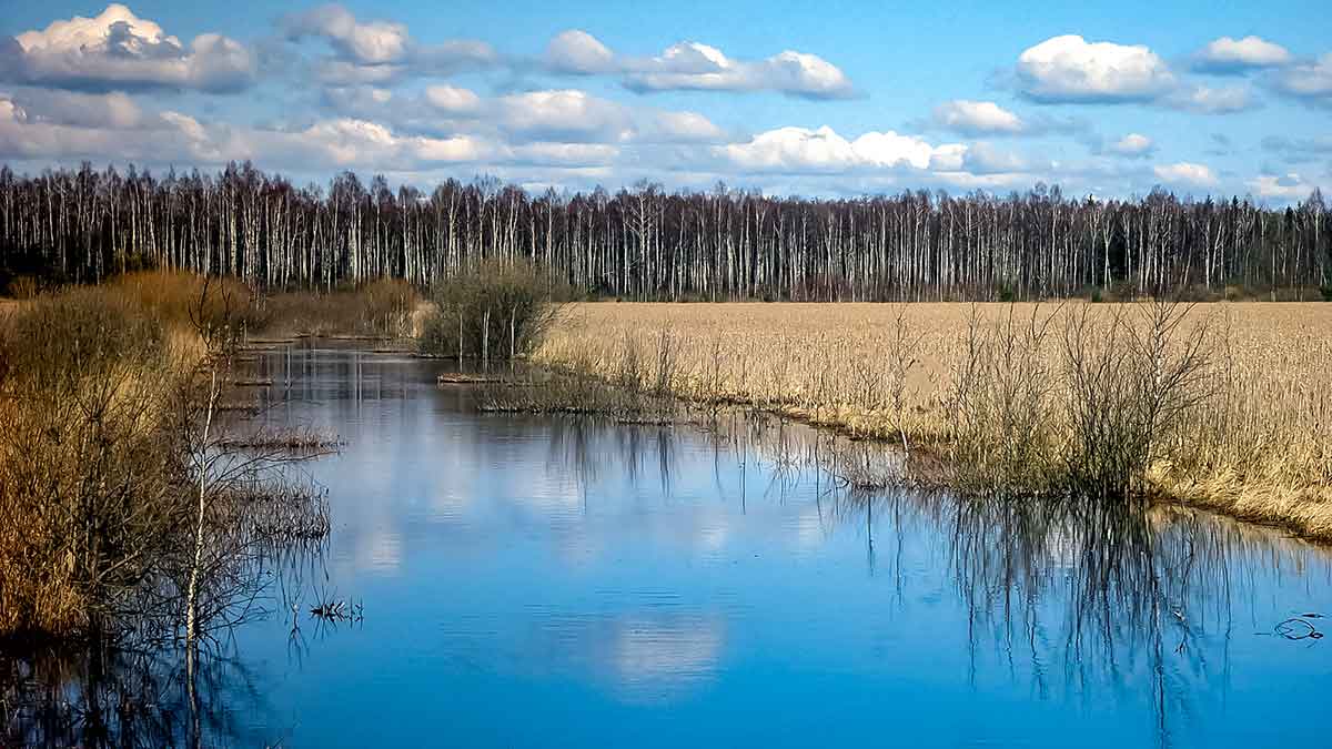 Senvagių lydekos vėlyvą rudenį. Prie Nemuno Senvagių lydekos vėlyvą rudenį. Prie Nemuno