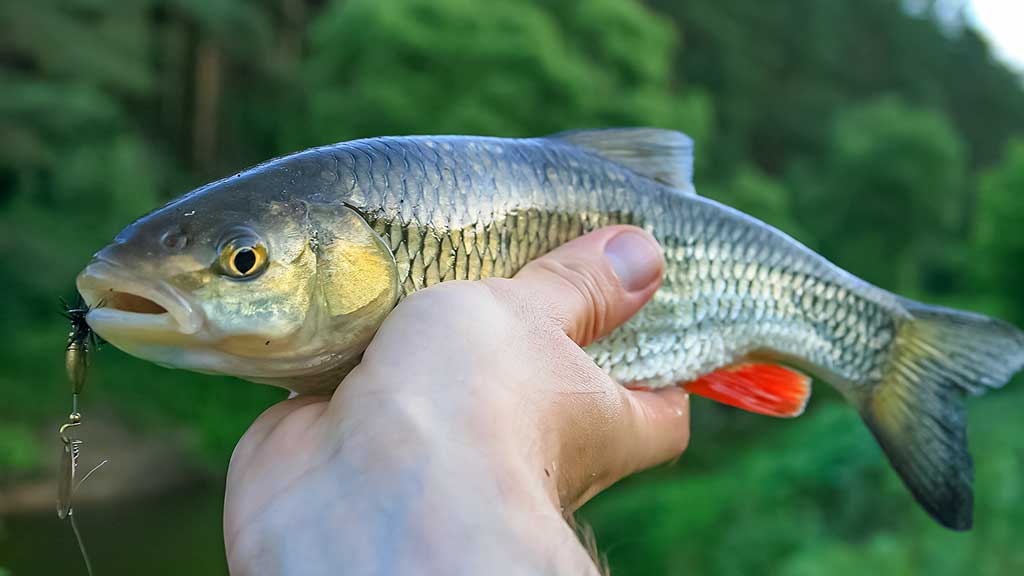 Paslaptingi Dubysos vingiai. Su spiningu – dar įdomiau Paslaptingi Dubysos vingiai. Su spiningu – dar įdomiau
