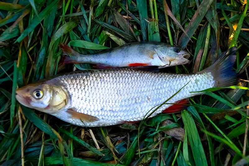 Dviejų colių guminukai. Naktinė žūklė ultralight stiliumi Dviejų colių guminukai. Naktinė žūklė ultralight stiliumi