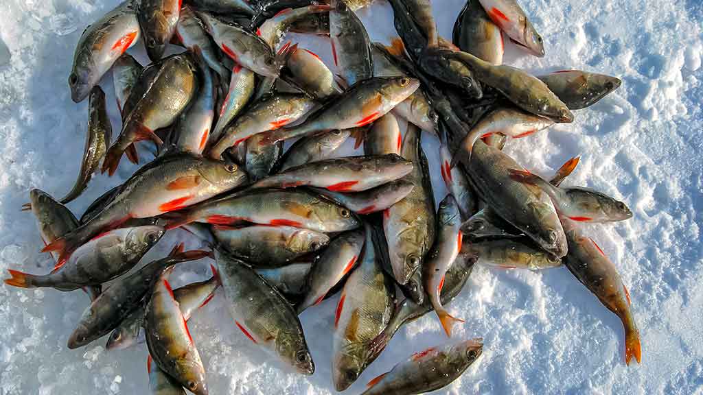 Kuomet vandens telkinius storai padengia sniegas Kuomet vandens telkinius storai padengia sniegas