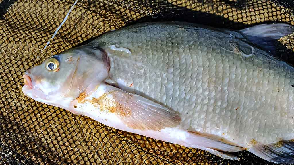Karšių gaudymas sningant Karšių gaudymas sningant