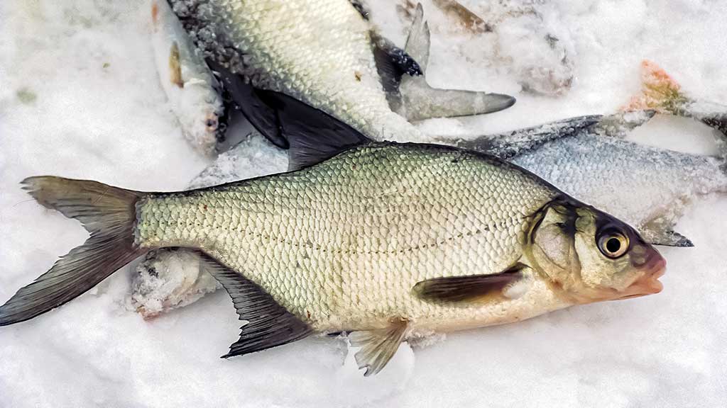 Karšio gaudymas, laikant rankas kišenėse. Pirma dalis Karšio gaudymas, laikant rankas kišenėse. Pirma dalis