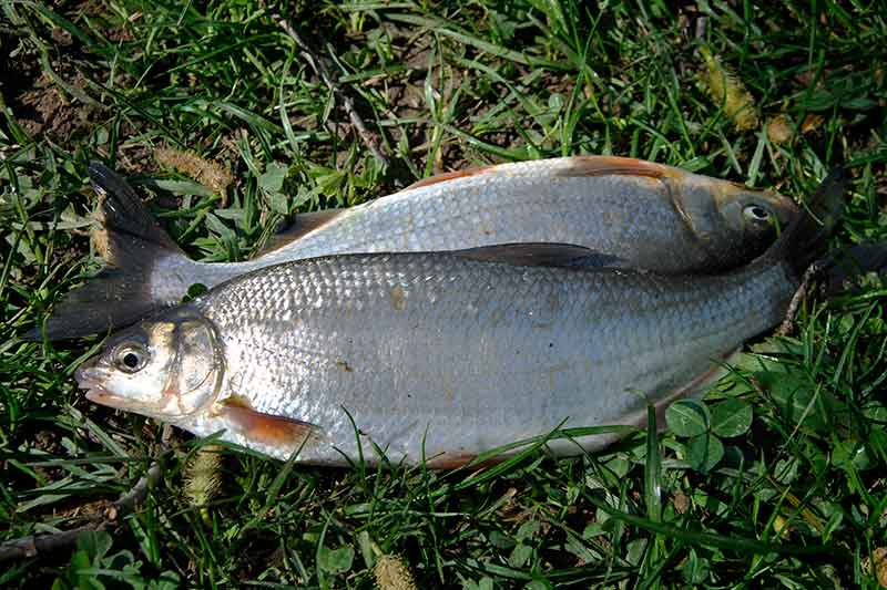 Žiobrius – plūdine meškere Žiobrius – plūdine meškere