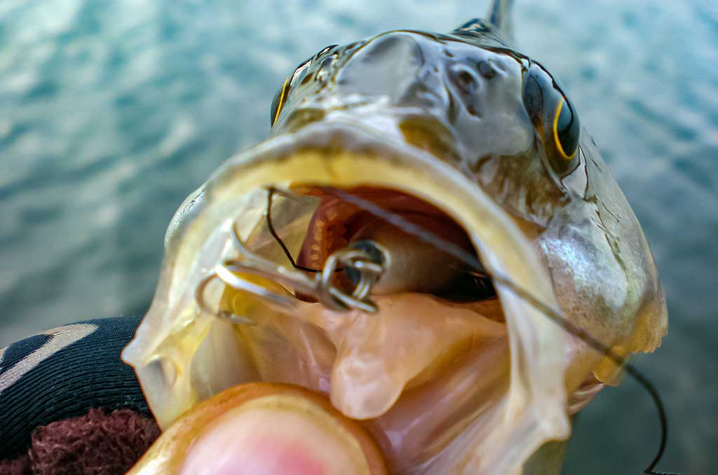 Ar iš balos tas gražumas. Lietuviški kanibalai Ar iš balos tas gražumas. Lietuviški kanibalai