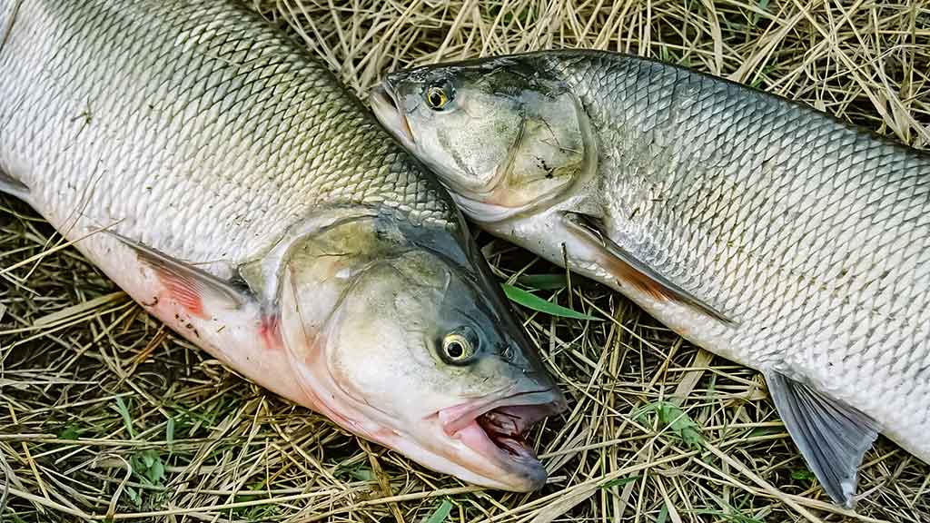 Viskam savas laikas Viskam savas laikas