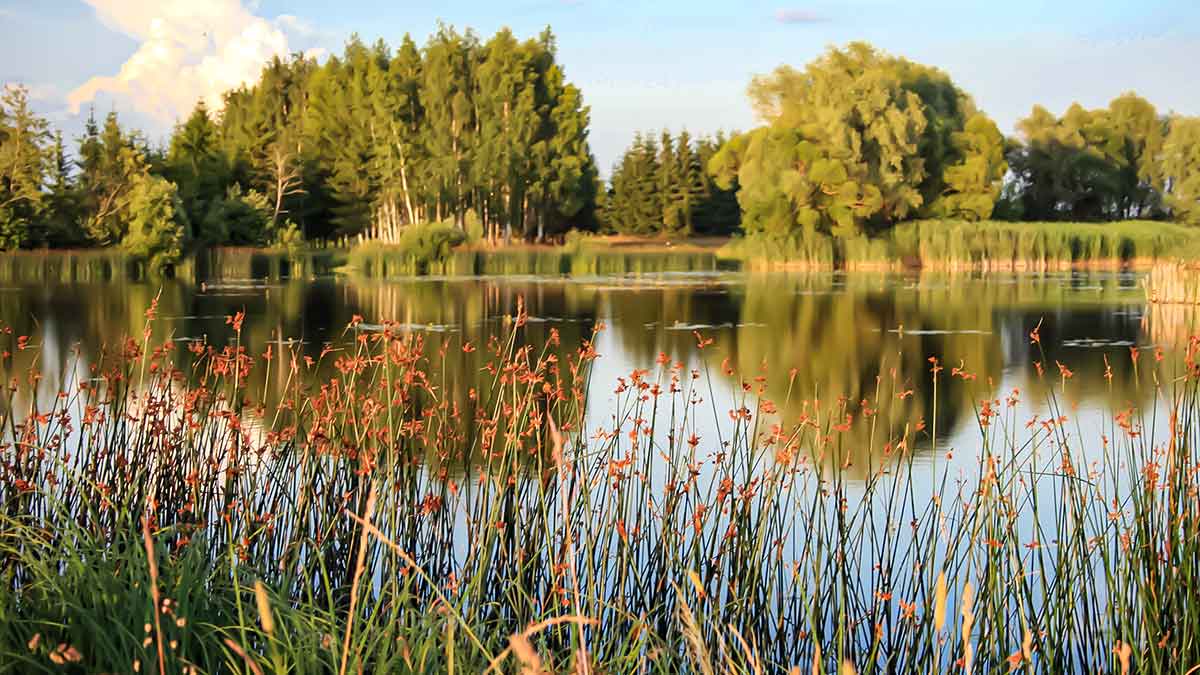 Vandens džiunglių labirintuose. Patys aukščiausi Vandens džiunglių labirintuose. Patys aukščiausi