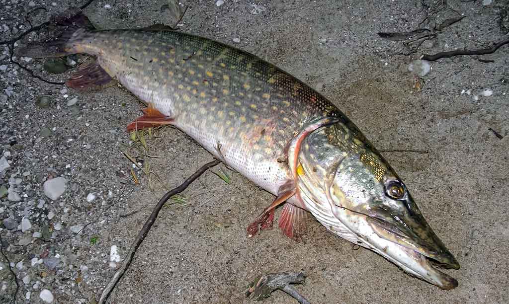 Mažesnių nei metras – negaudysim! Lydekų paieškos Mažesnių nei metras – negaudysim! Lydekų paieškos