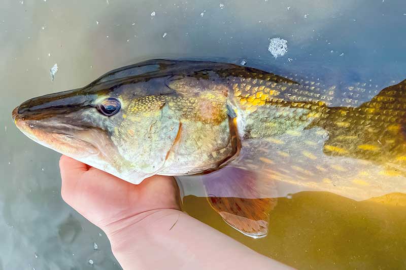Lydekos rugsėjo mėnesį.  Kai vanduo per anksti išskaidrėja Lydekos rugsėjo mėnesį.  Kai vanduo per anksti išskaidrėja