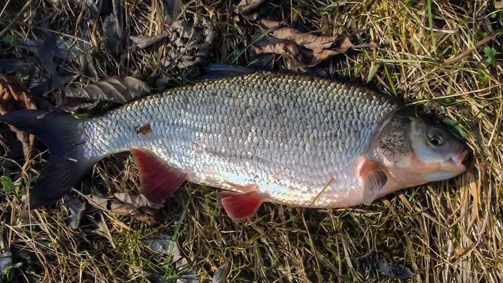 Meknės – pirmi pavasariniai laimikiai Meknės – pirmi pavasariniai laimikiai